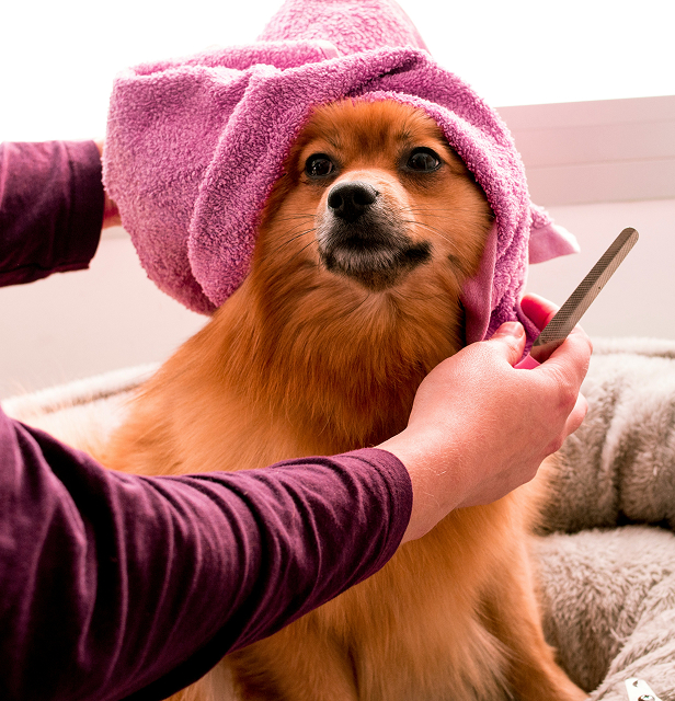 dog with a towel in its head